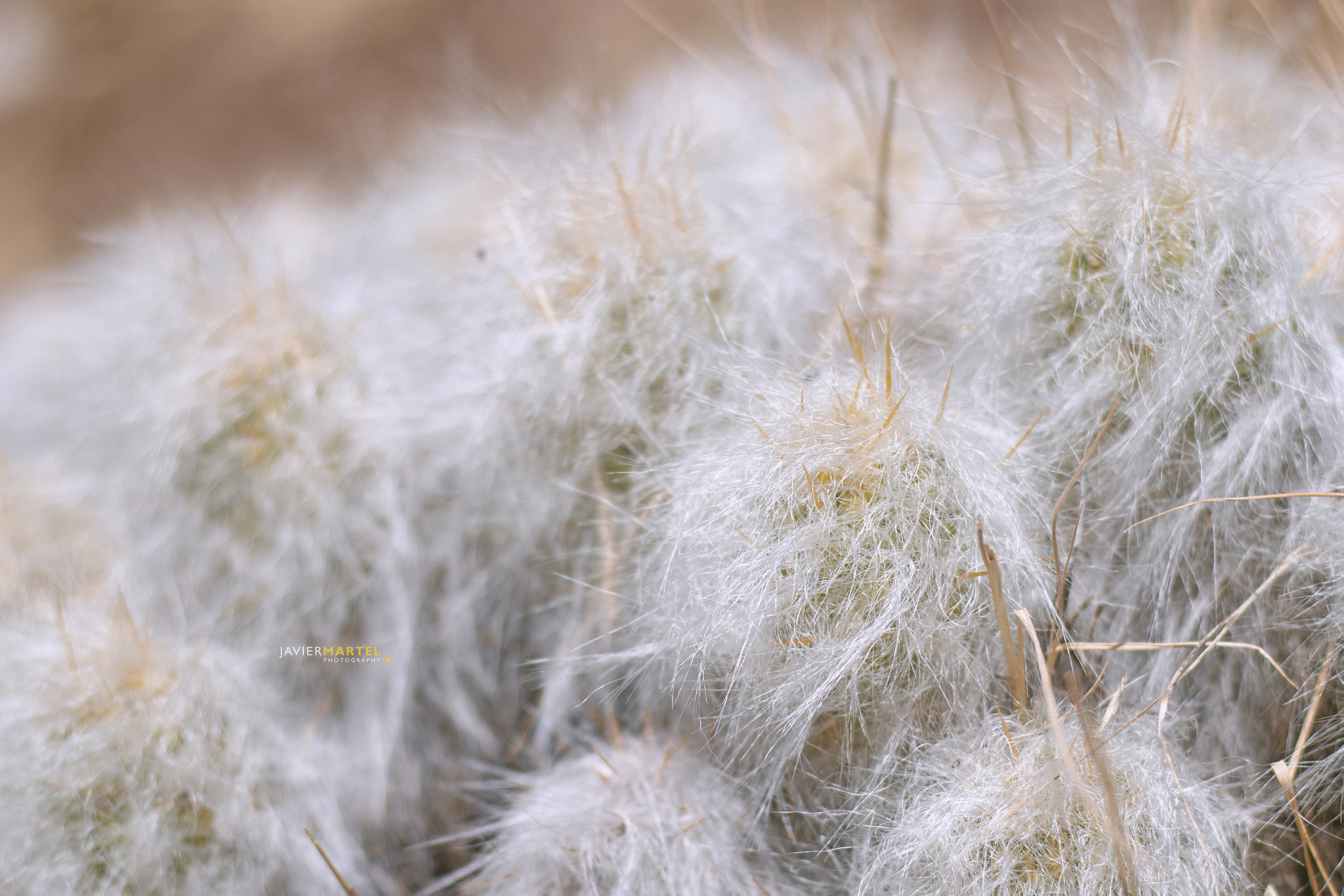 Canon EOS 70D + Canon EF 50mm F1.8 II sample photo. White hair photography