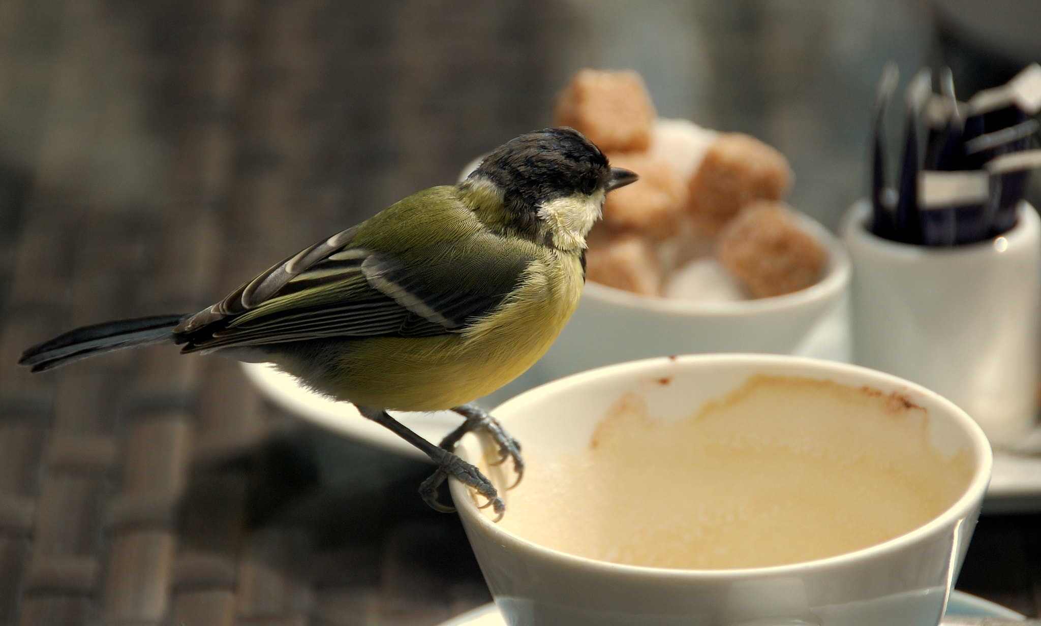 Nikon D40 sample photo. Brutal great tit....... photography