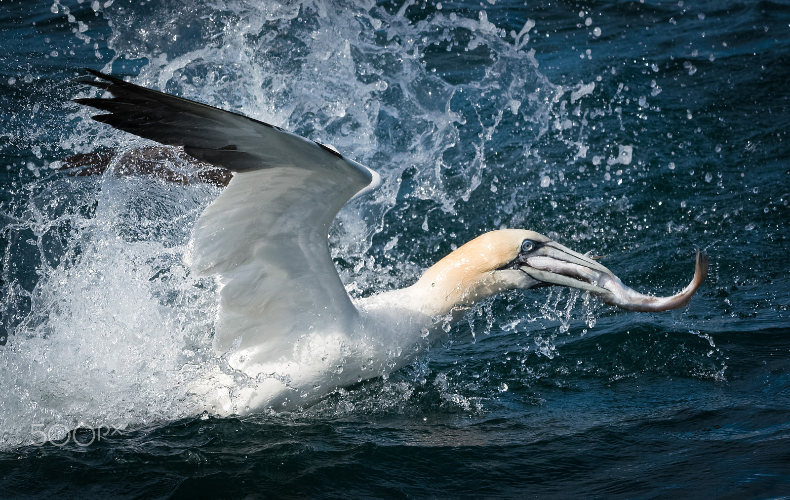 Sigma 120-400mm F4.5-5.6 DG OS HSM sample photo. Northern gannet photography