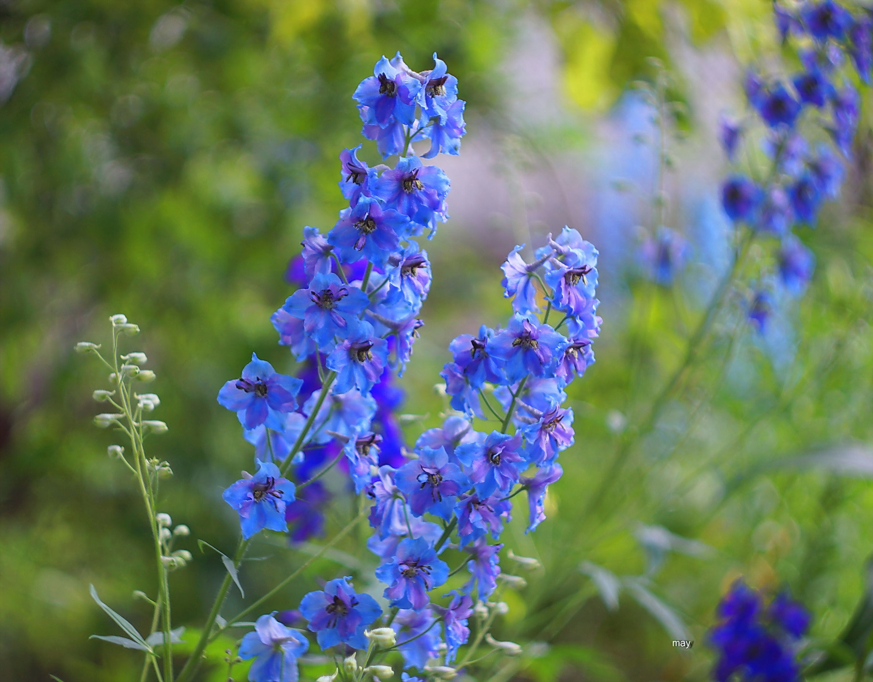 Sony SLT-A65 (SLT-A65V) + Minolta AF 50mm F1.7 sample photo. Delphinium.. photography