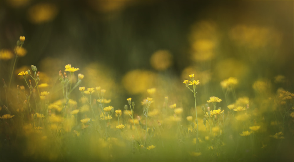 Nikon AF-S Nikkor 70-200mm F2.8G ED VR II sample photo. A mini landscape in the sun photography