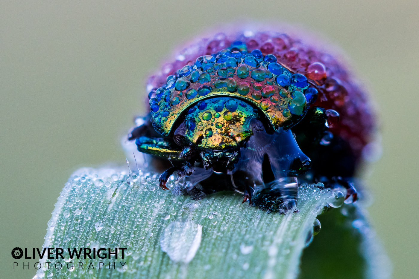 Canon EOS 5DS + Canon EF 100mm F2.8L Macro IS USM sample photo. Wet jewelled bug photography
