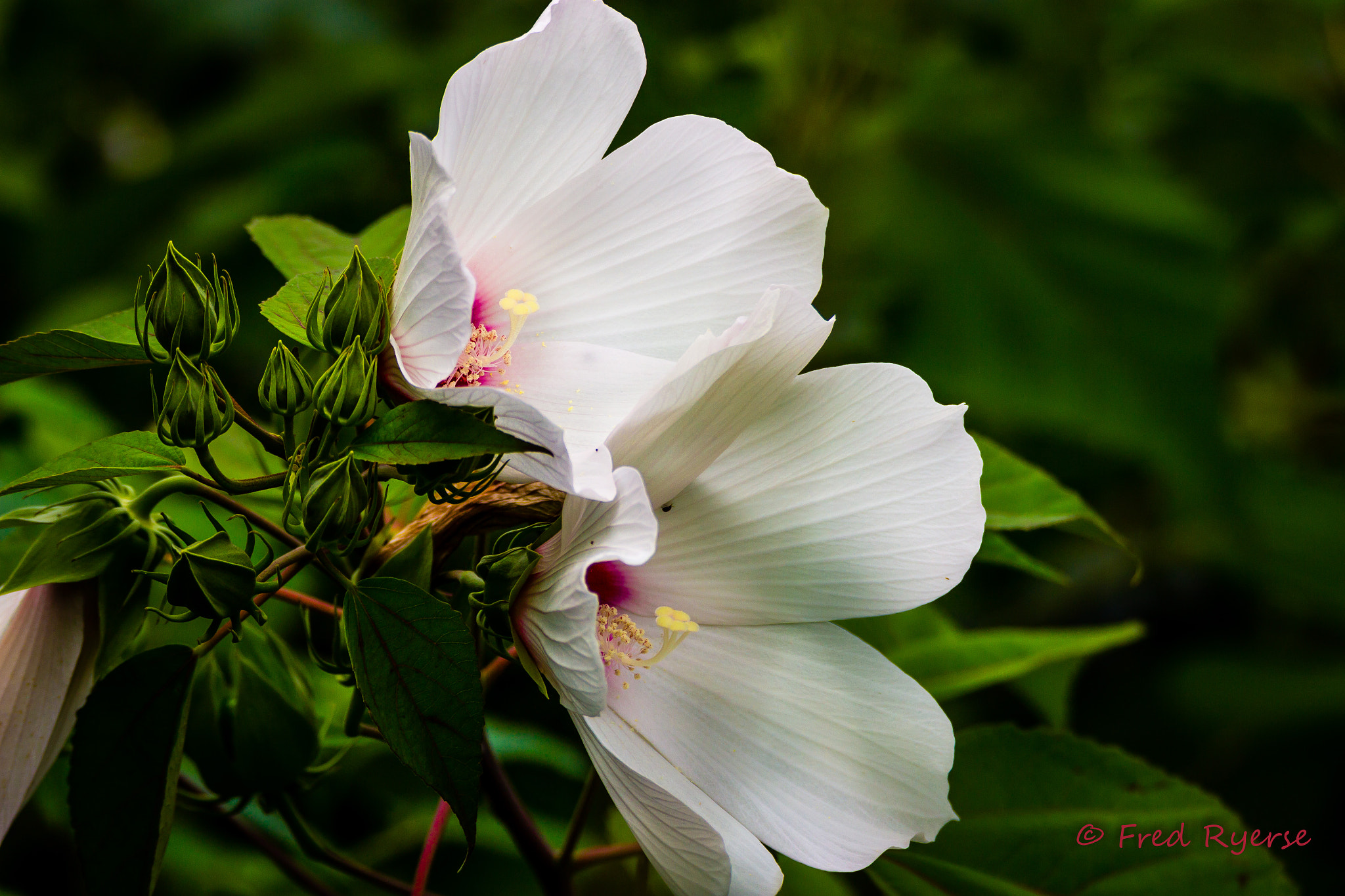 Canon EOS 600D (Rebel EOS T3i / EOS Kiss X5) + Tamron SP 150-600mm F5-6.3 Di VC USD sample photo. Wildwood park hibiscus photography