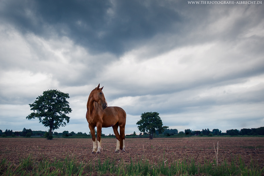 Canon EOS-1D Mark III sample photo. Moody photography