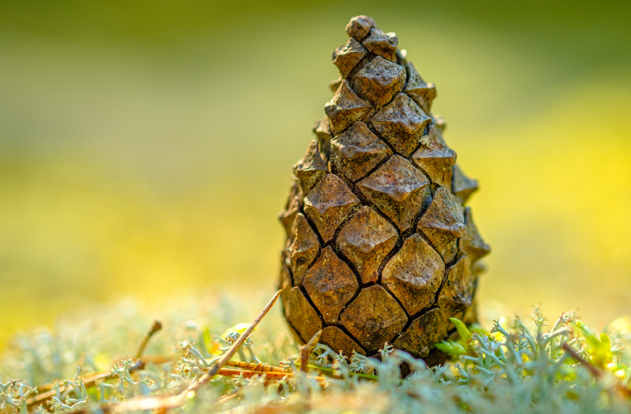 Fujifilm X-Pro2 + Fujifilm XF 60mm F2.4 R Macro sample photo. Macro nature photography