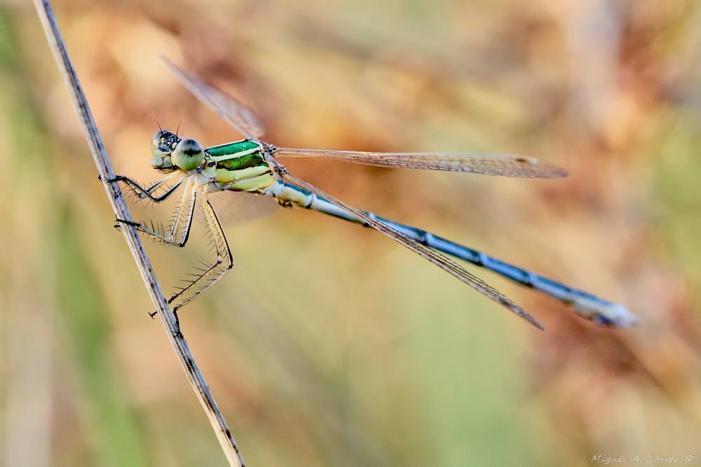Sony ILCA-77M2 sample photo. Lestes virens photography
