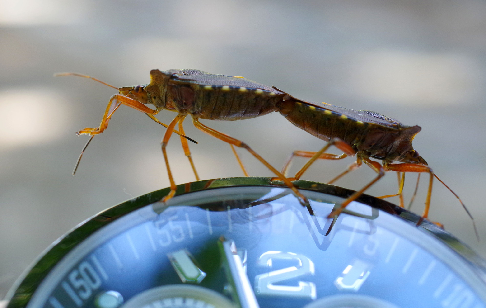 Pentax smc DA 35mm F2.8 Macro Limited sample photo. Bugs doing the time warp photography