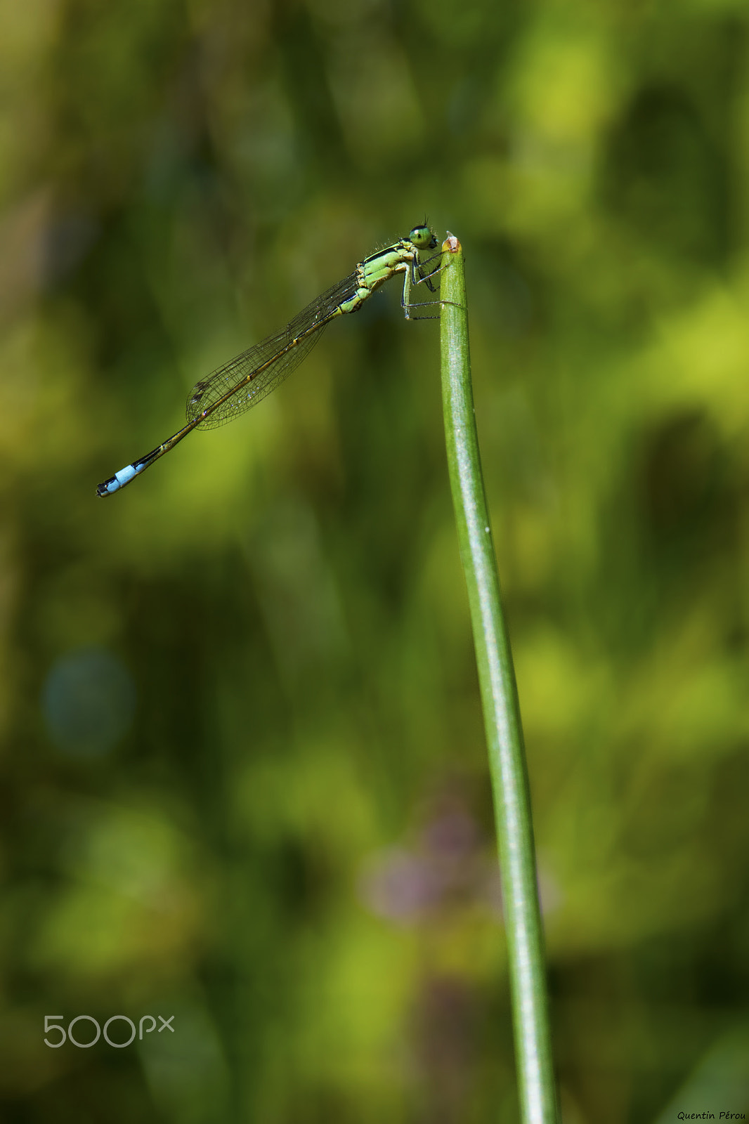 Nikon AF-S Micro-Nikkor 105mm F2.8G IF-ED VR sample photo. Une demoiselle photography