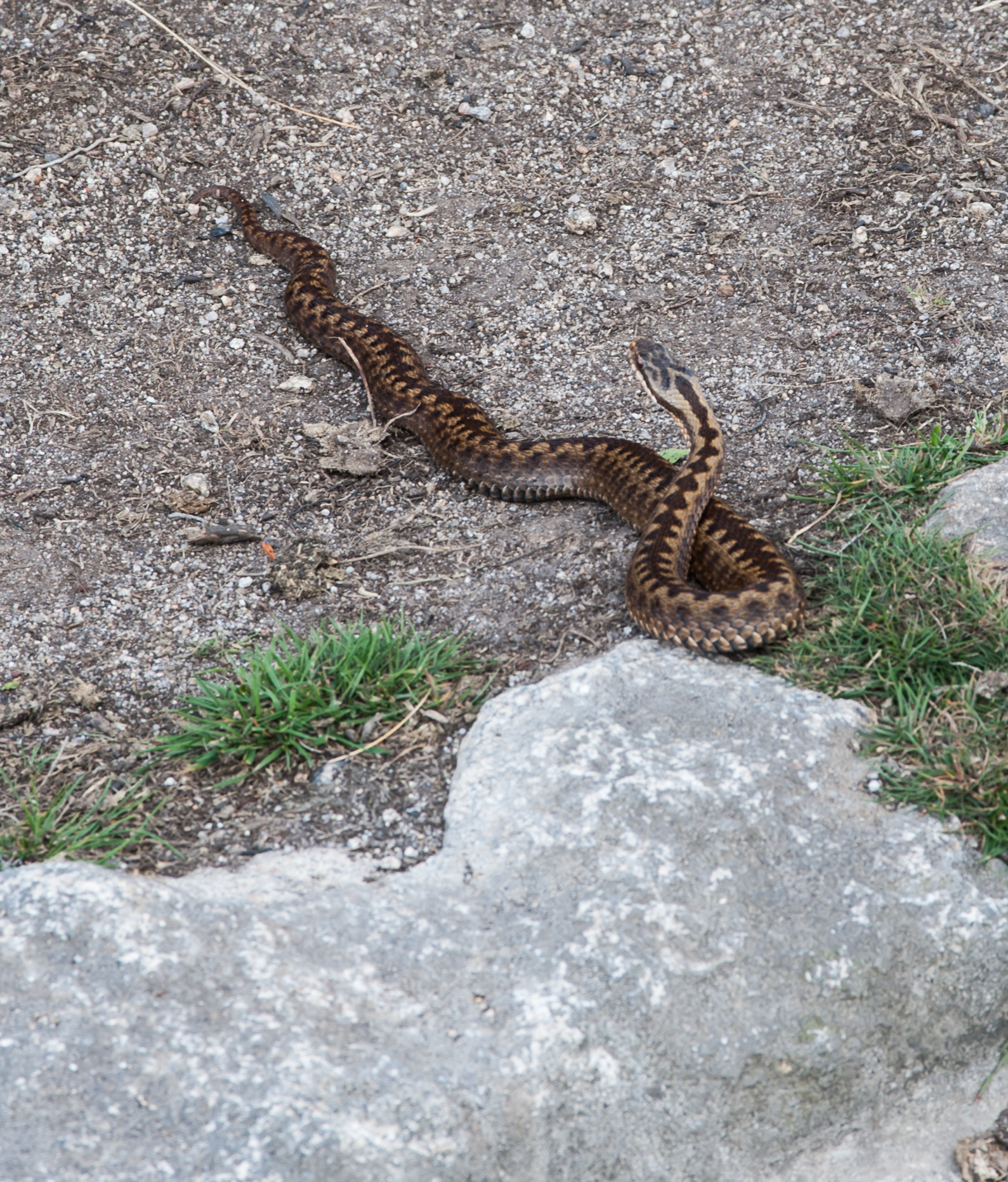 AF Zoom-Nikkor 28-105mm f/3.5-4.5D IF sample photo. Adder photography