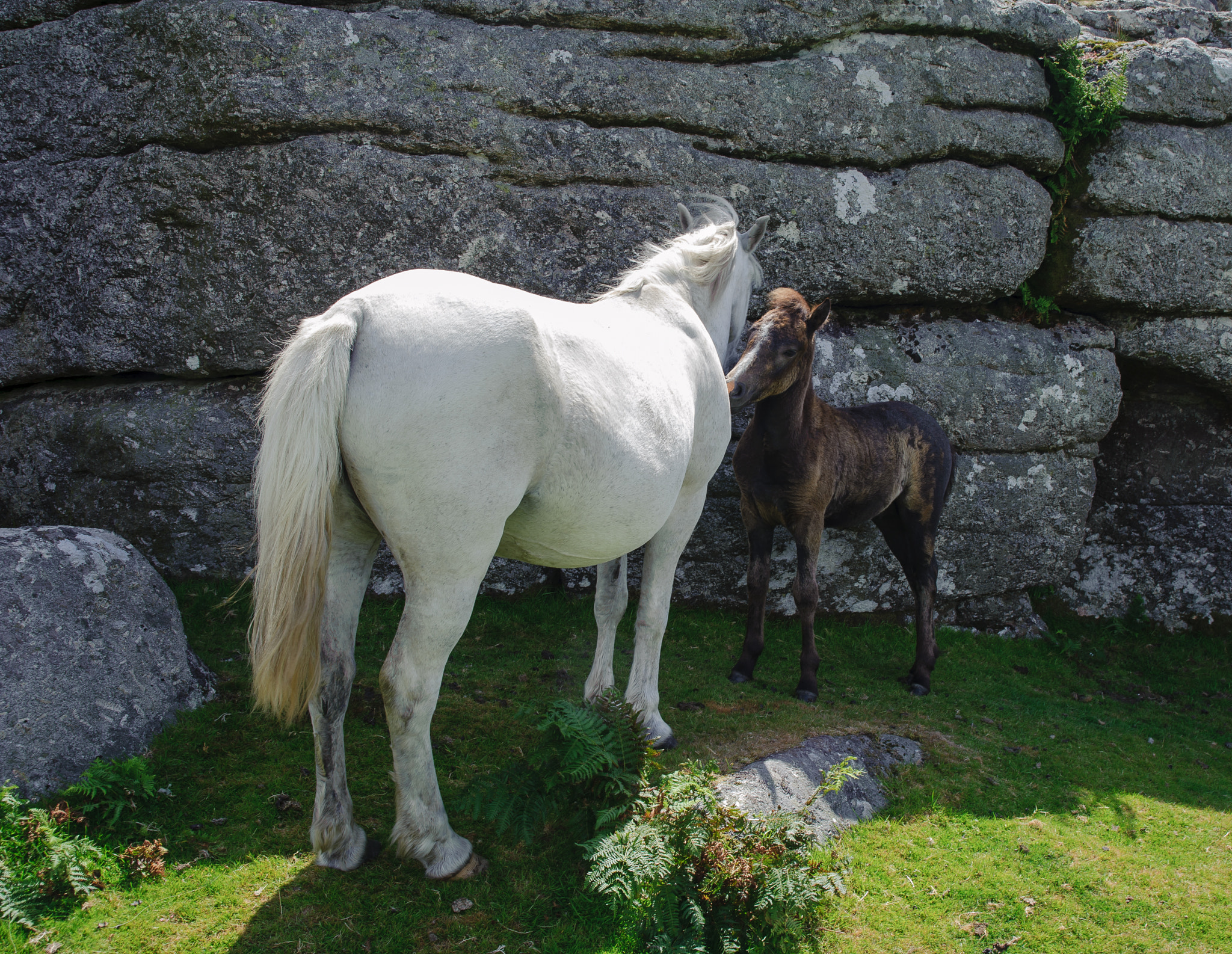 AF Zoom-Nikkor 28-105mm f/3.5-4.5D IF sample photo. Another foal photography