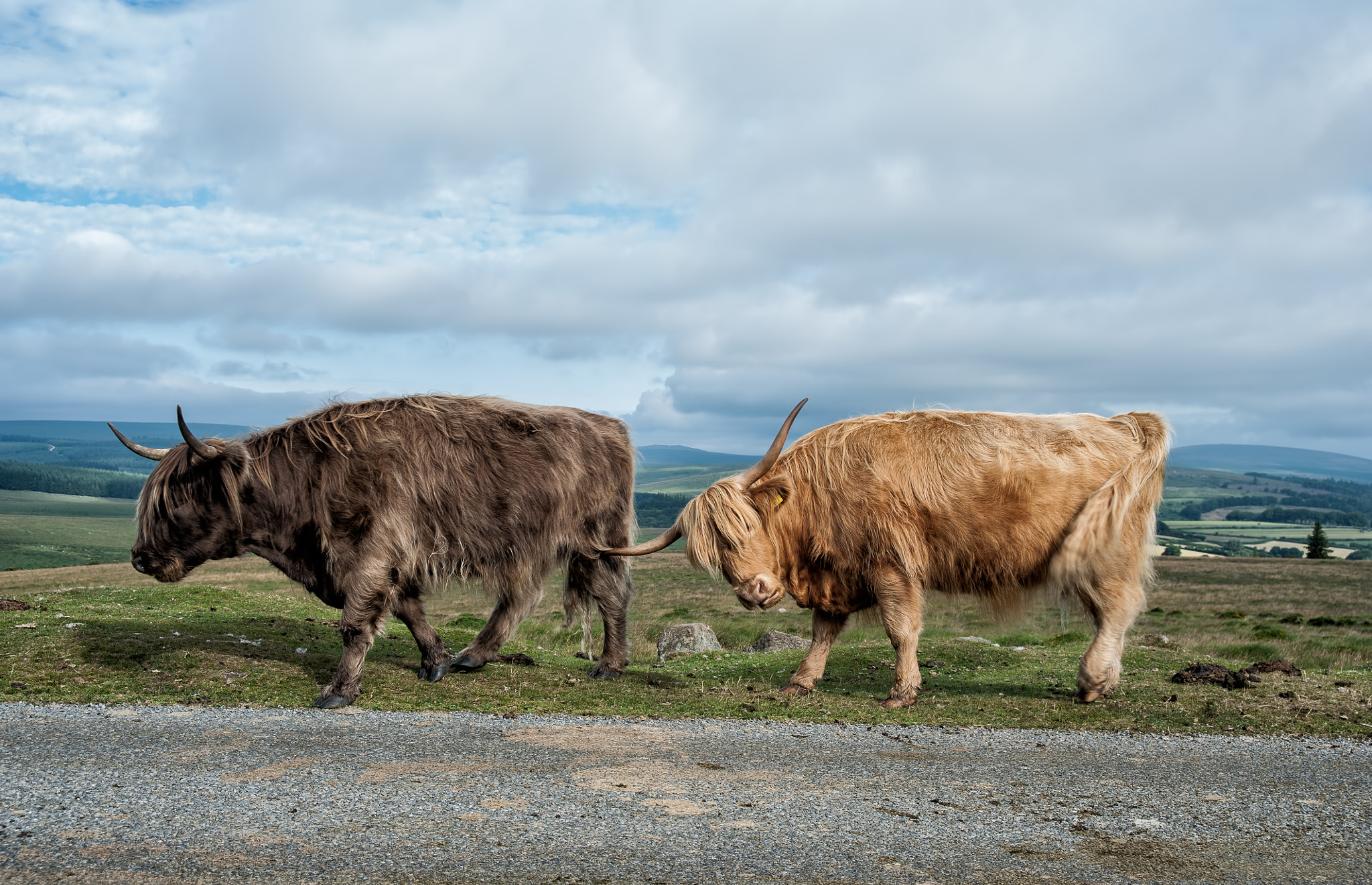 AF Zoom-Nikkor 28-105mm f/3.5-4.5D IF sample photo. Beef photography