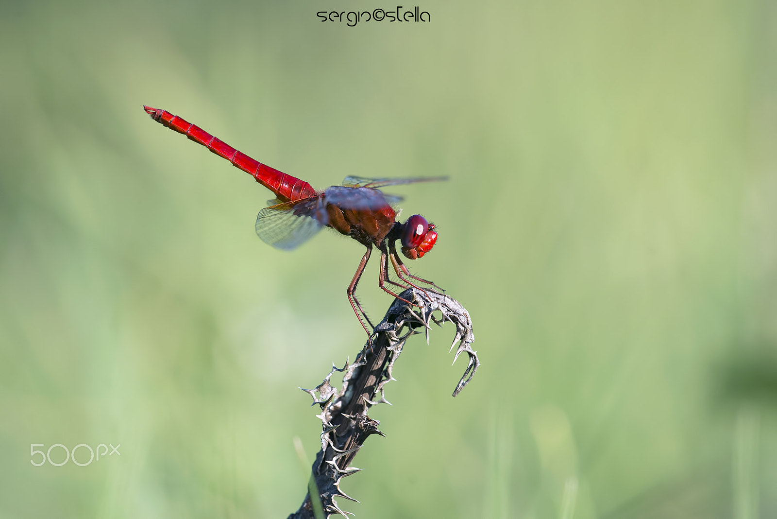 Nikon D610 + Sigma 150mm F2.8 EX DG Macro HSM sample photo. Crocothemis erythraea ♂ photography