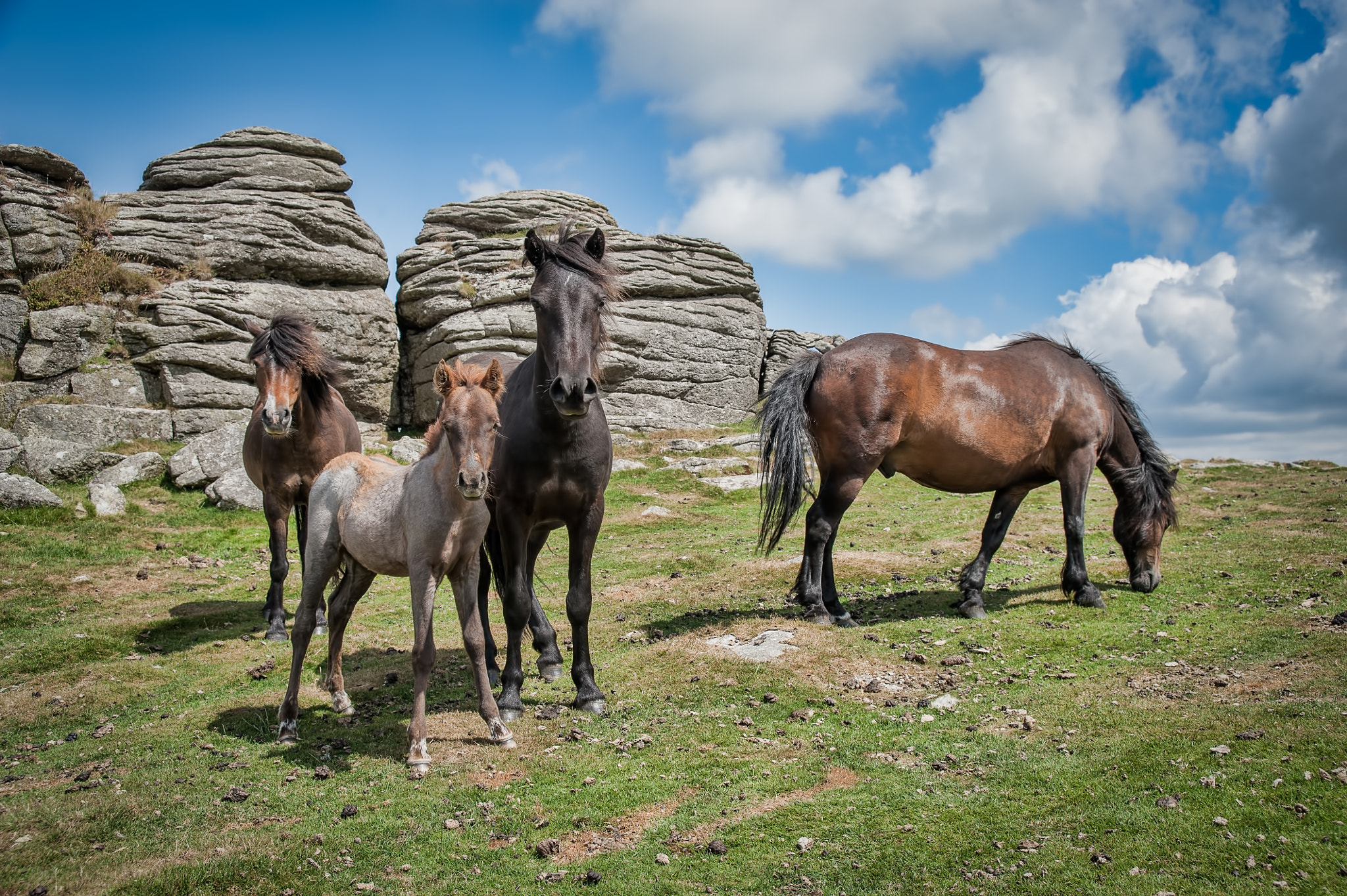 AF Zoom-Nikkor 28-105mm f/3.5-4.5D IF sample photo. Dartmoor ponies photography