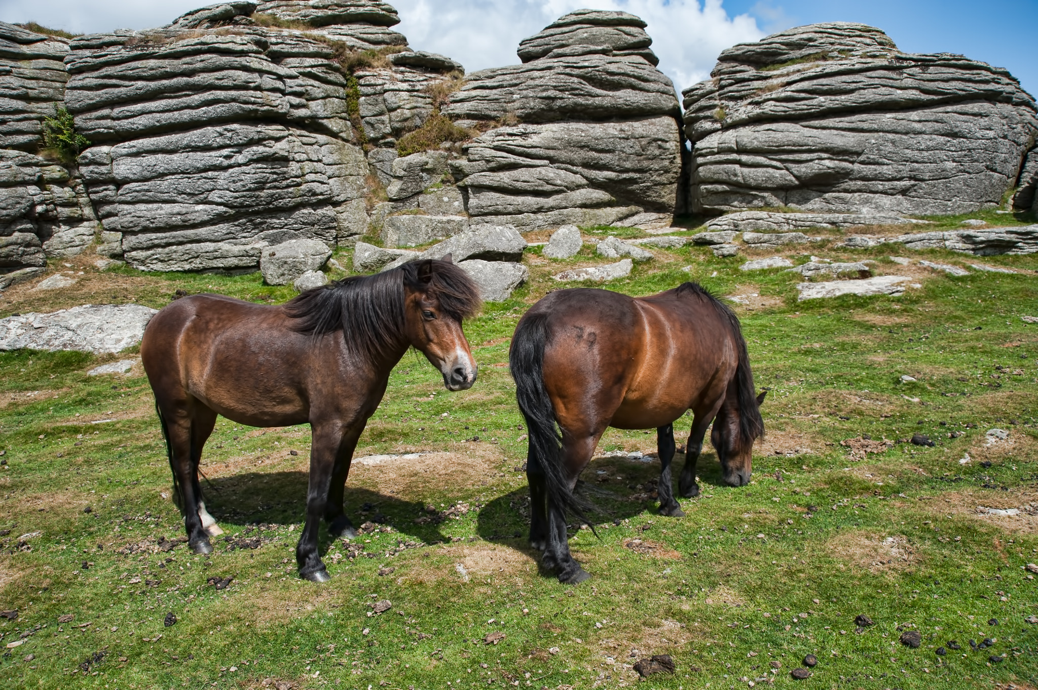 AF Zoom-Nikkor 28-105mm f/3.5-4.5D IF sample photo. Dartmoor ponies photography