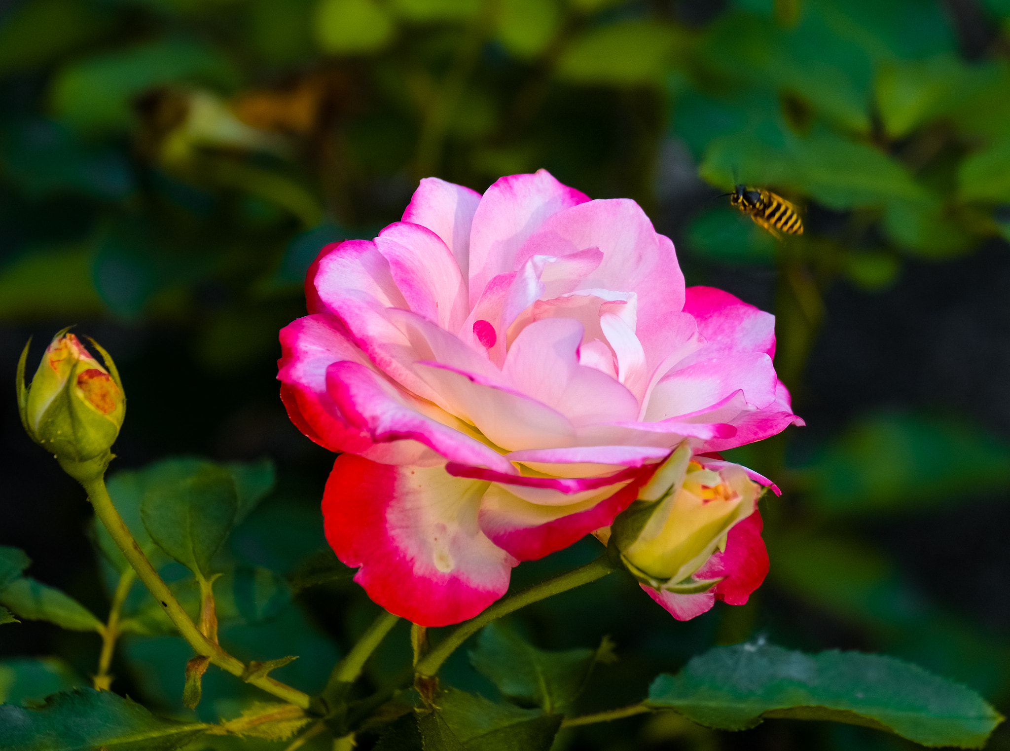 Fujifilm X-E1 + Fujifilm XC 50-230mm F4.5-6.7 OIS sample photo. Ural roses photography