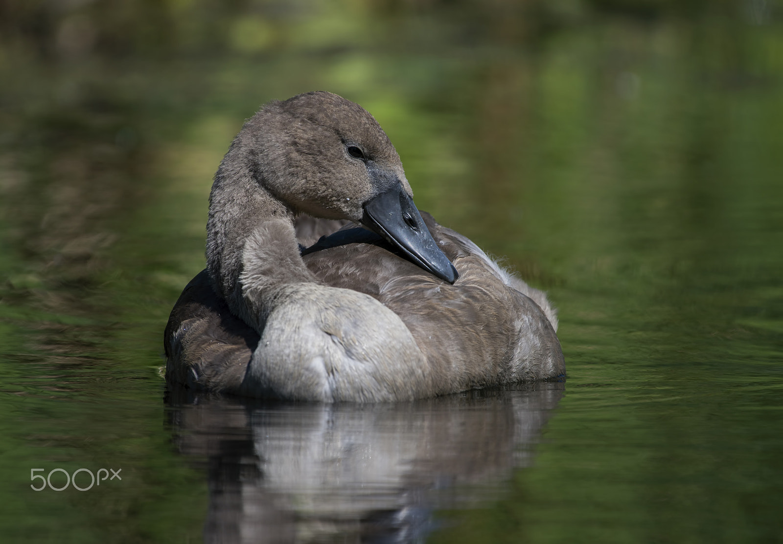 Nikon AF-S Nikkor 200-500mm F5.6E ED VR sample photo. A mute swan - juvenil photography