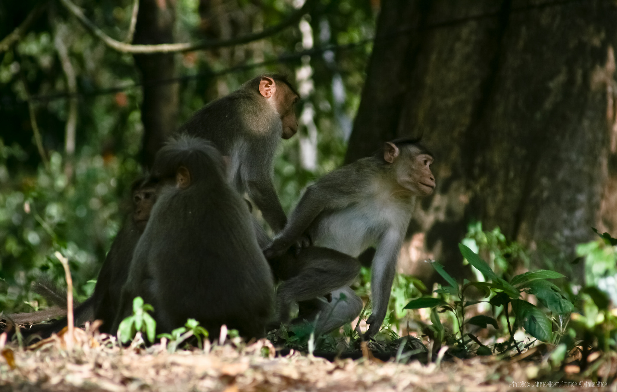 Canon EF 55-200mm F4.5-5.6 II USM sample photo. India - group of monkeys photography