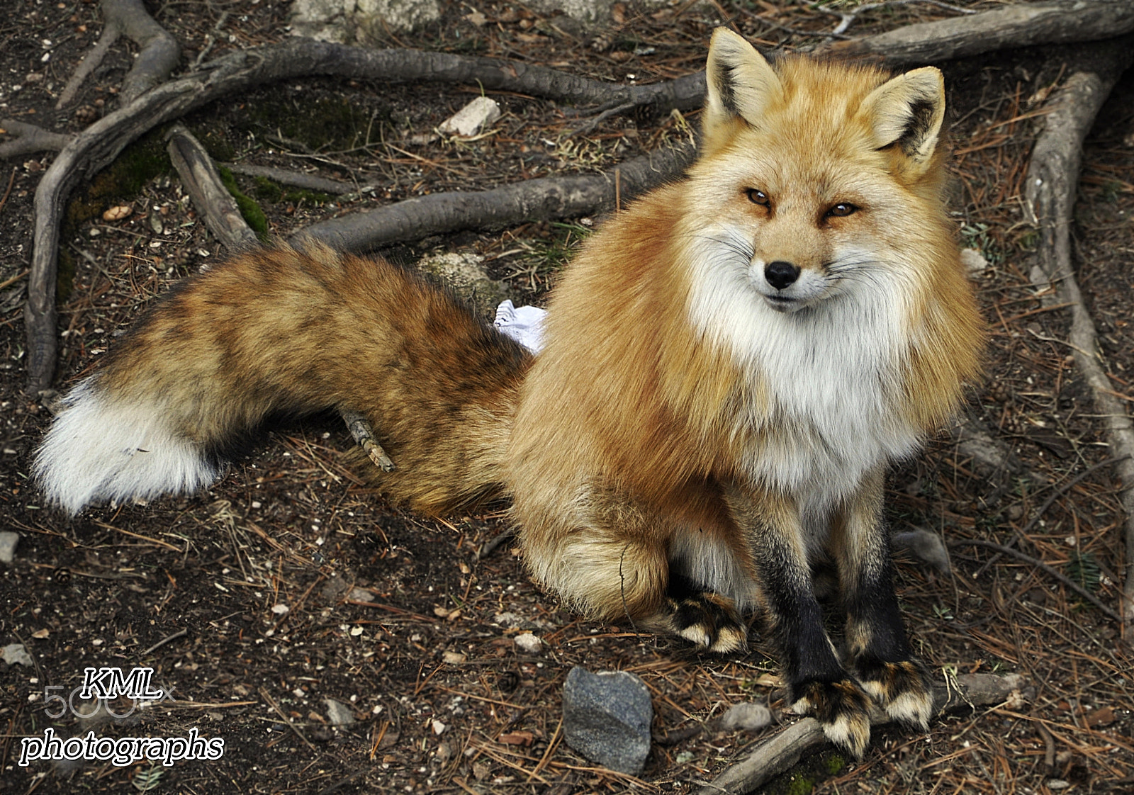 Sigma 18-250mm F3.5-6.3 DC Macro OS HSM sample photo. Foxie pose photography
