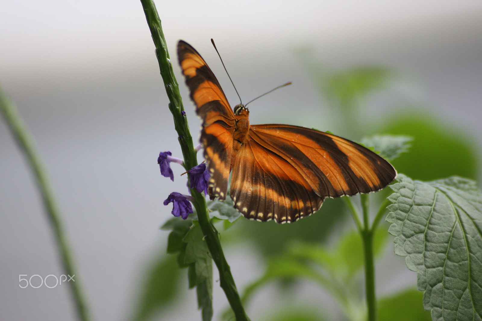Sigma 55-200mm f/4-5.6 DC sample photo. Egapark erfurt photography