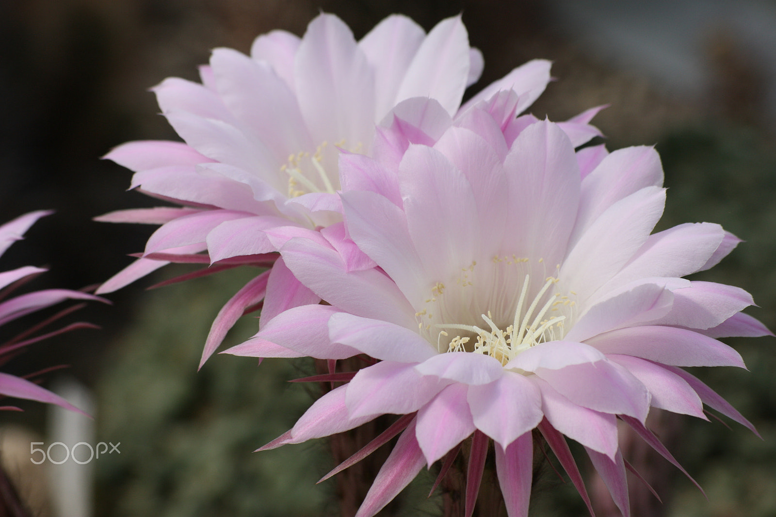 Sigma 55-200mm f/4-5.6 DC sample photo. Egapark erfurt photography