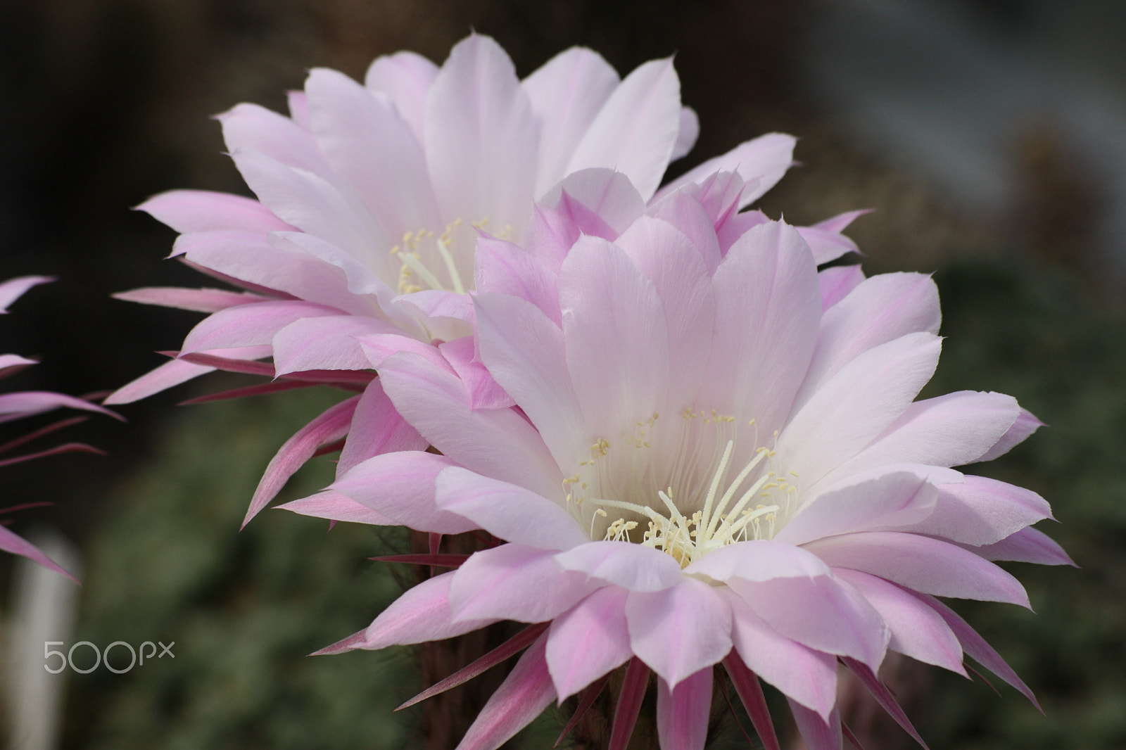 Sigma 55-200mm f/4-5.6 DC sample photo. Egapark erfurt photography