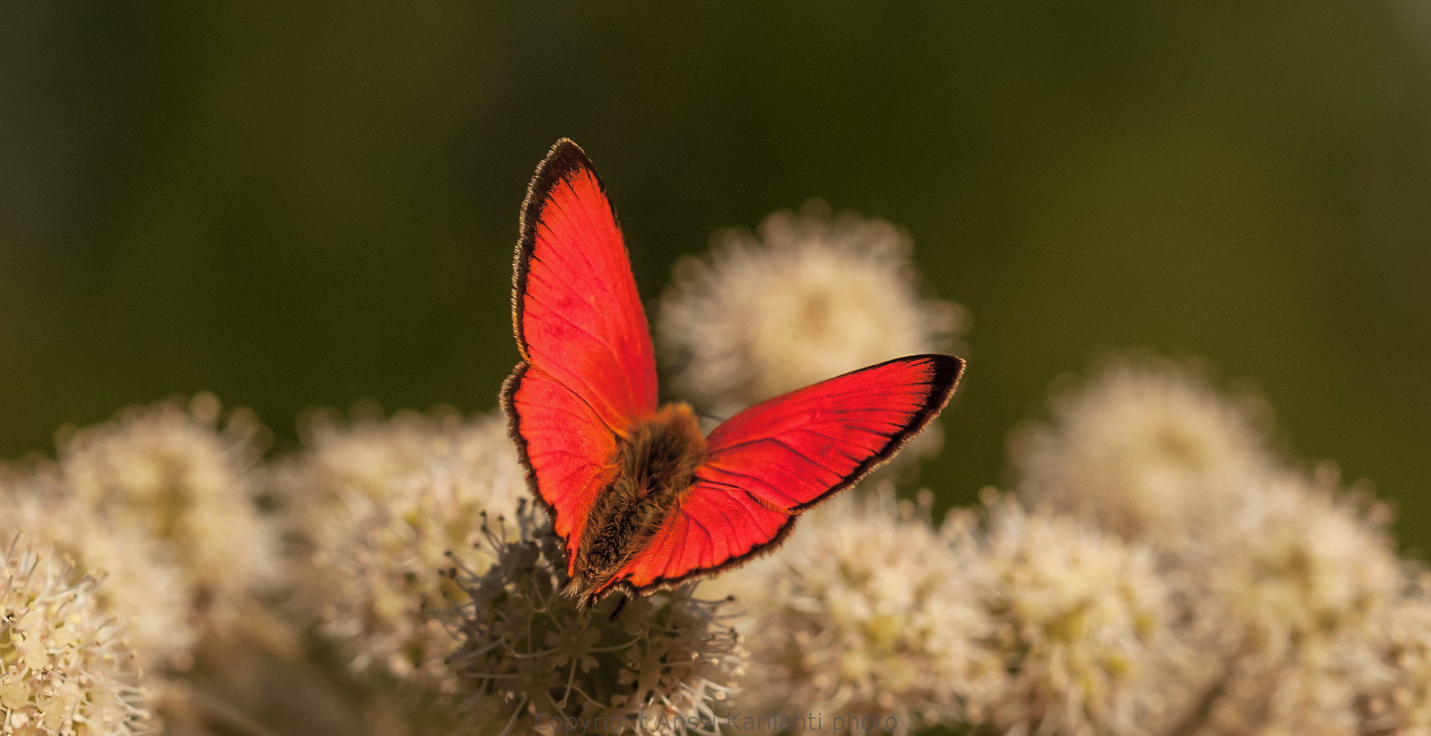 Sigma 105mm F2.8 EX DG OS HSM sample photo. Scarce copper (v16) photography