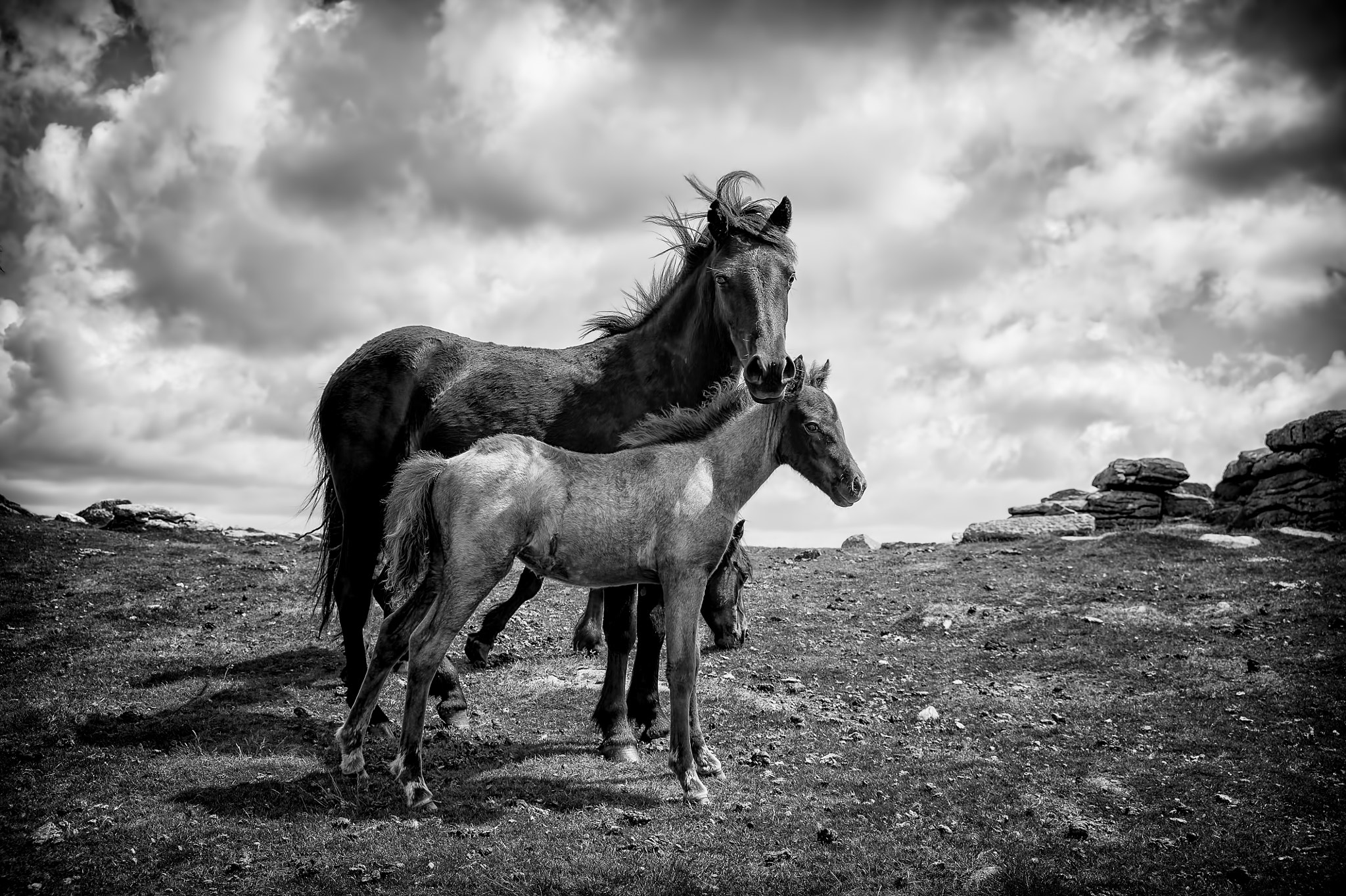 AF Zoom-Nikkor 28-105mm f/3.5-4.5D IF sample photo. Foal with mumbw photography