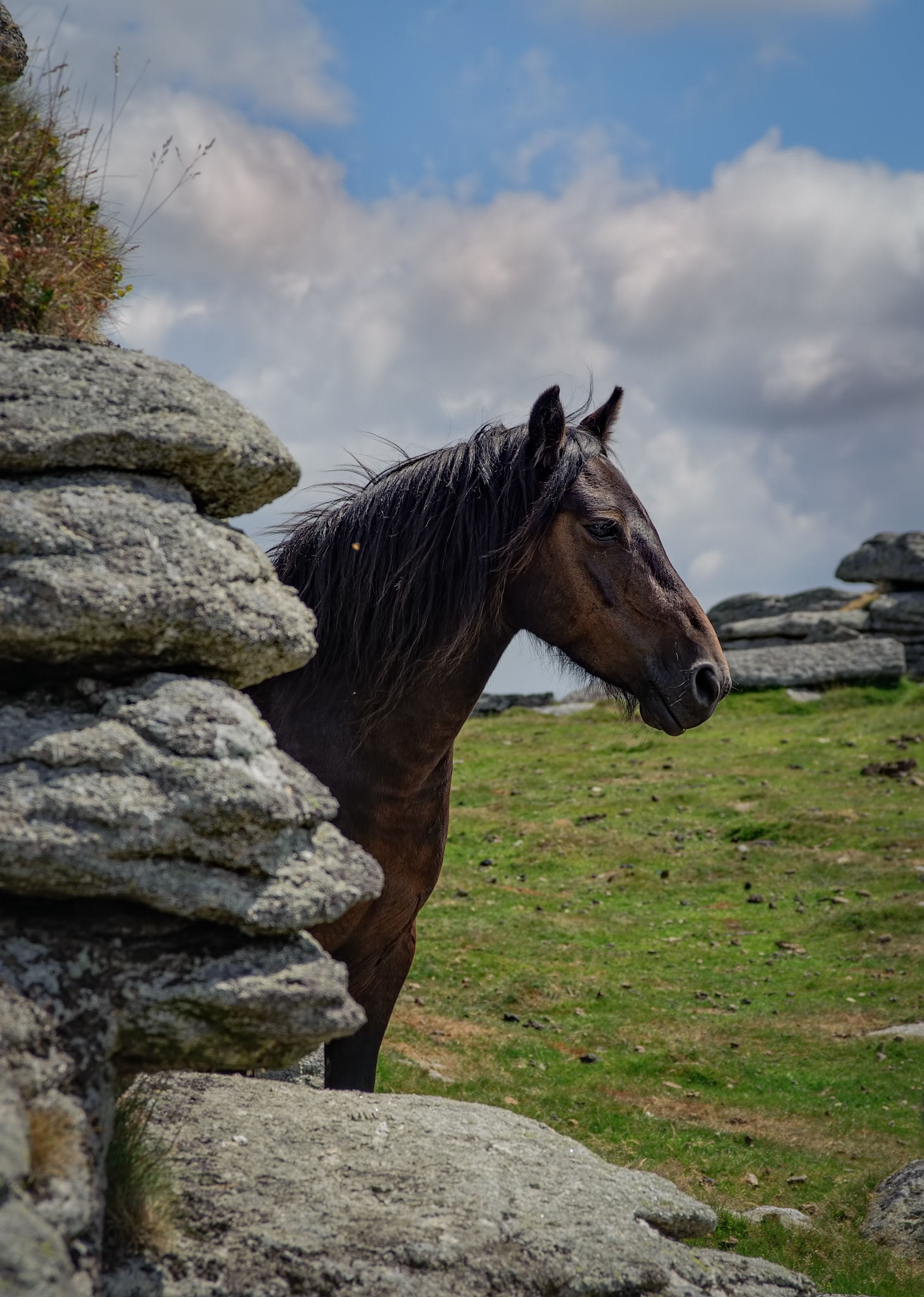 AF Zoom-Nikkor 28-105mm f/3.5-4.5D IF sample photo. Hidden horse photography