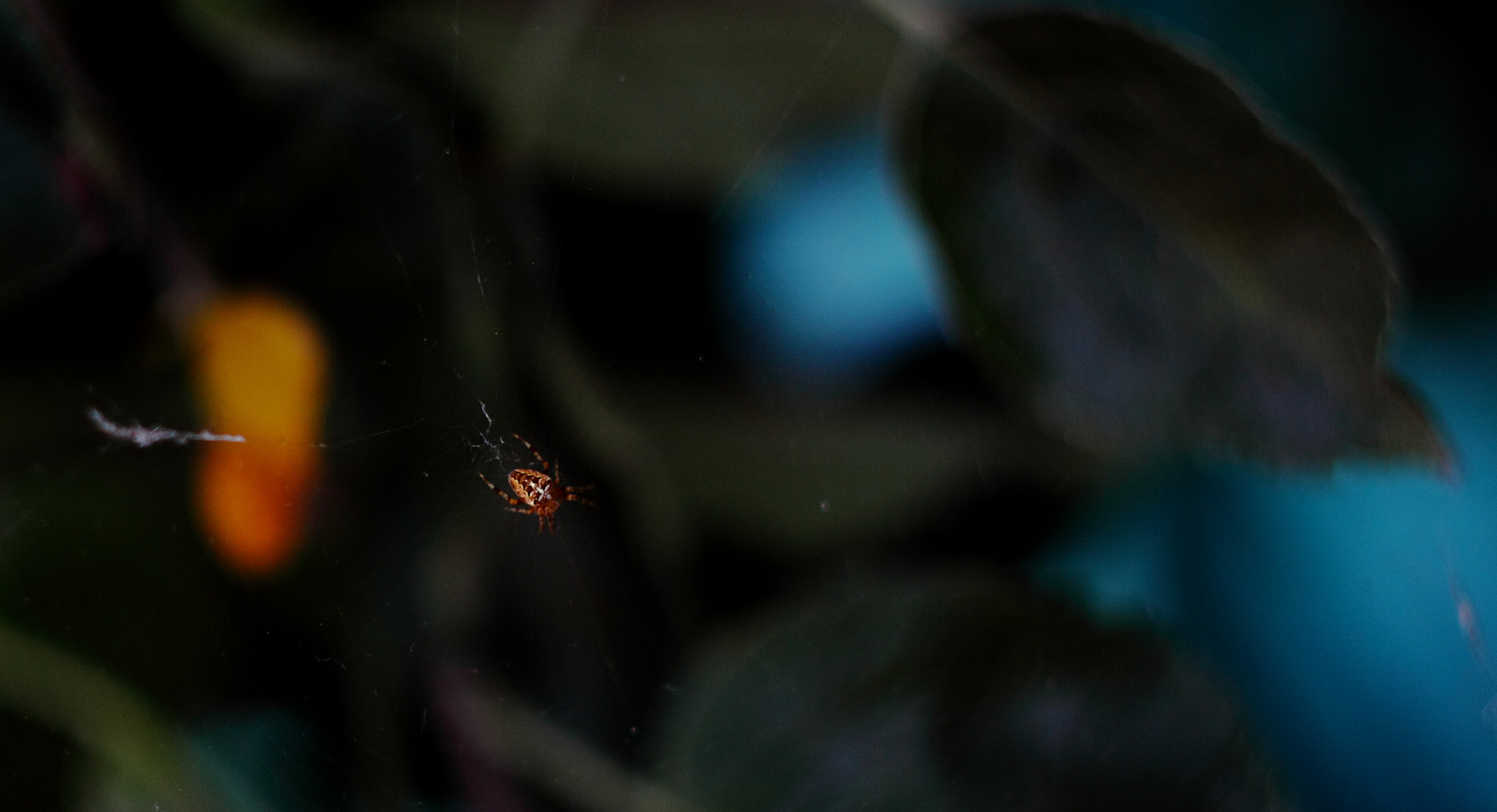 Canon 1-65535mm sample photo. Spider photography