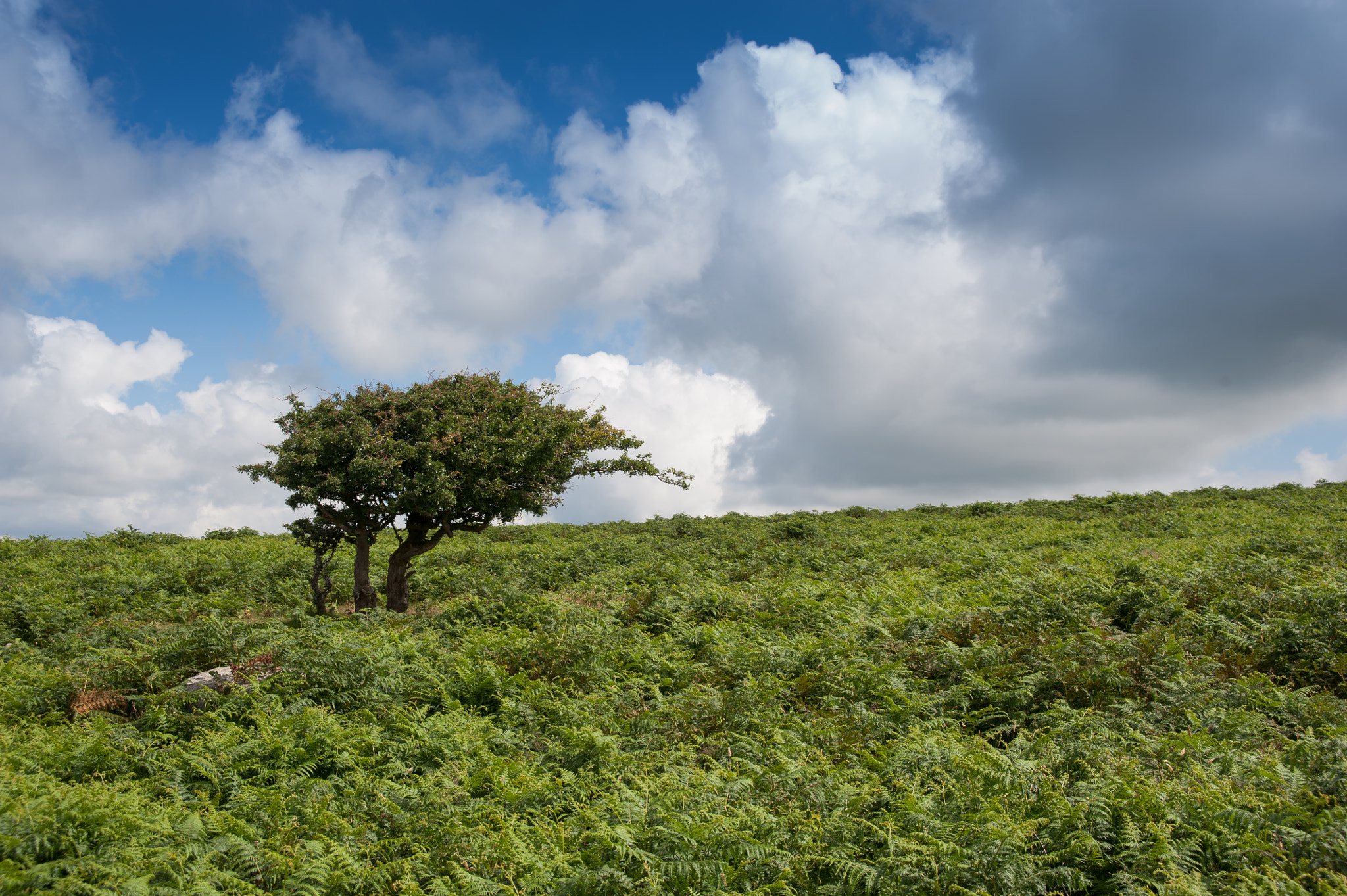 AF Zoom-Nikkor 28-105mm f/3.5-4.5D IF sample photo. Just a tree photography