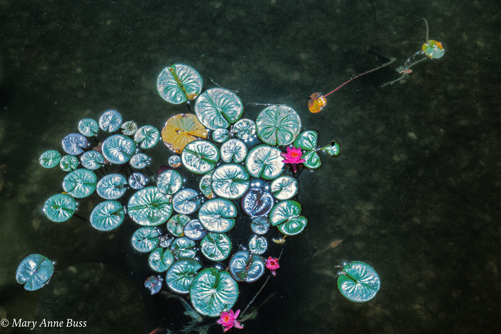 Canon EOS 70D + Canon EF 16-35mm F4L IS USM sample photo. Lily pad photography