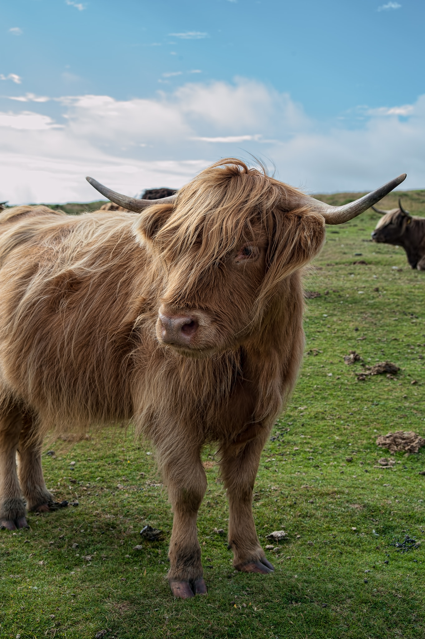AF Zoom-Nikkor 28-105mm f/3.5-4.5D IF sample photo. More beef photography