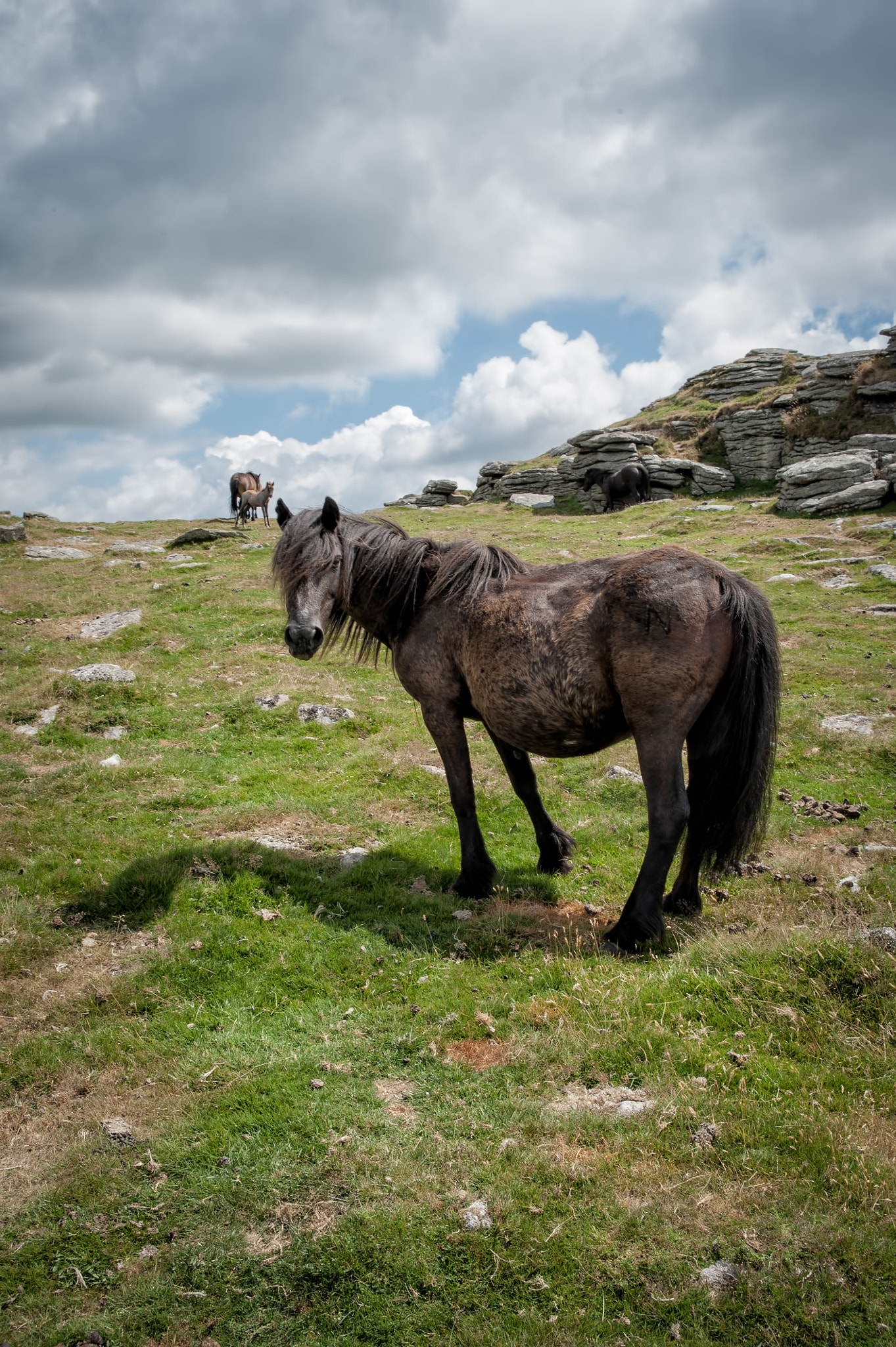 AF Zoom-Nikkor 28-105mm f/3.5-4.5D IF sample photo. More horses photography
