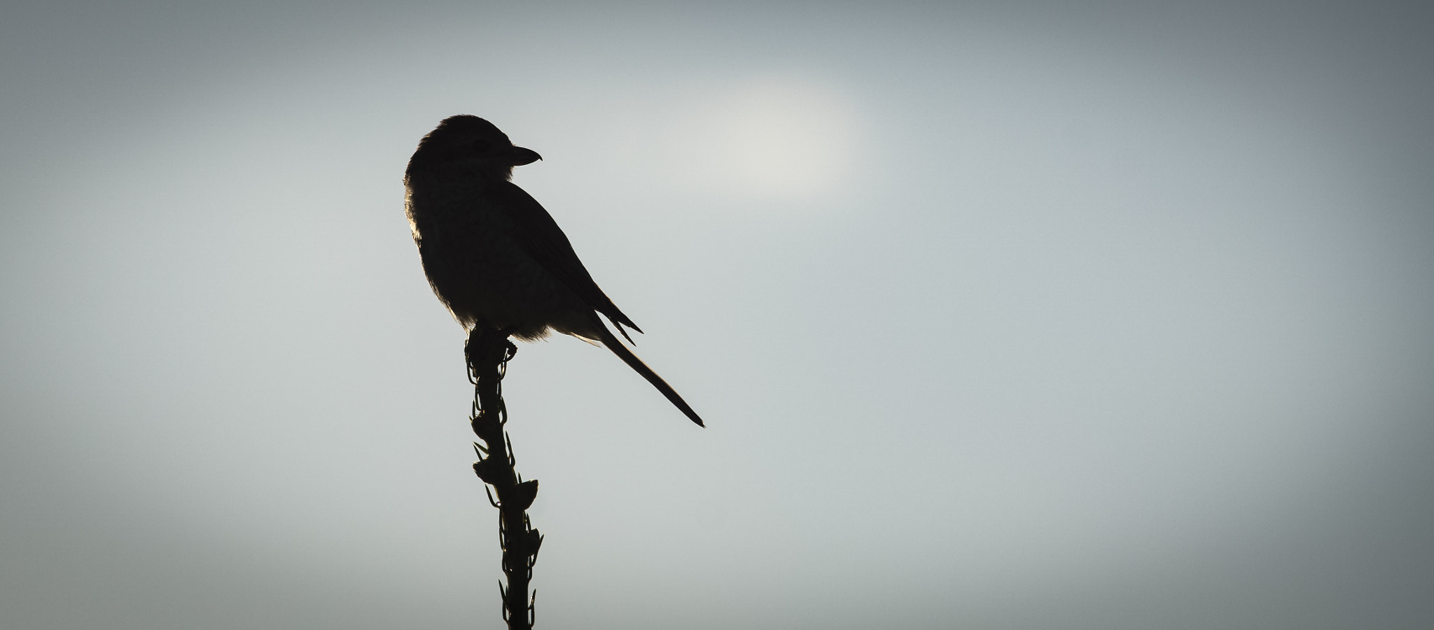 Sigma 50-500mm F4.5-6.3 DG OS HSM sample photo. Red-backed shrike photography