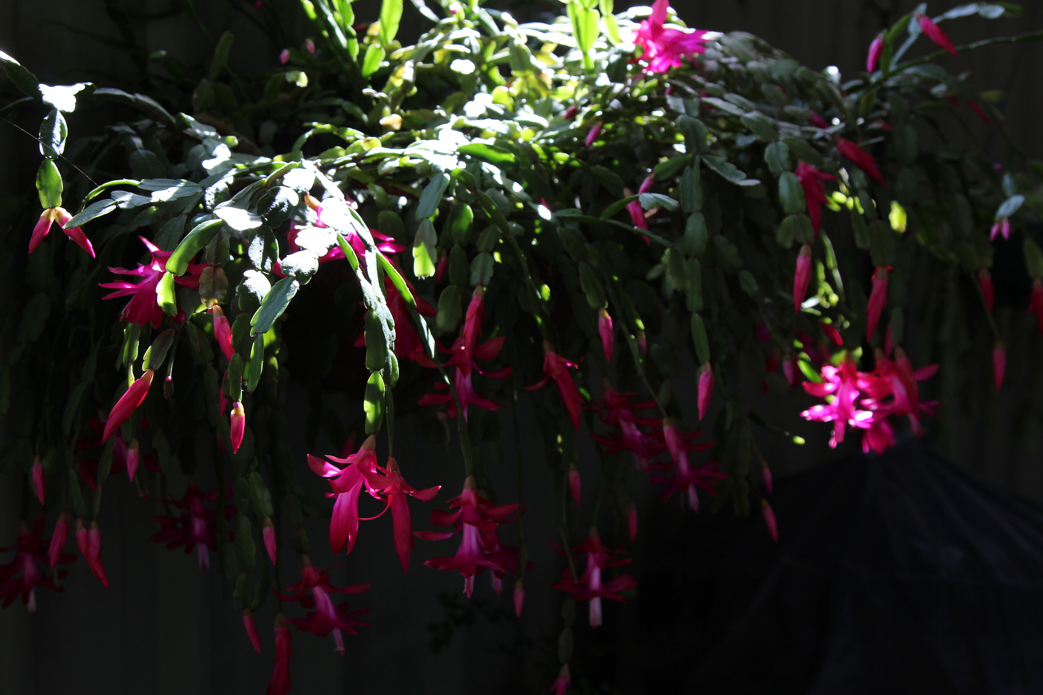 Canon EOS 600D (Rebel EOS T3i / EOS Kiss X5) sample photo. Christmas cactus photography