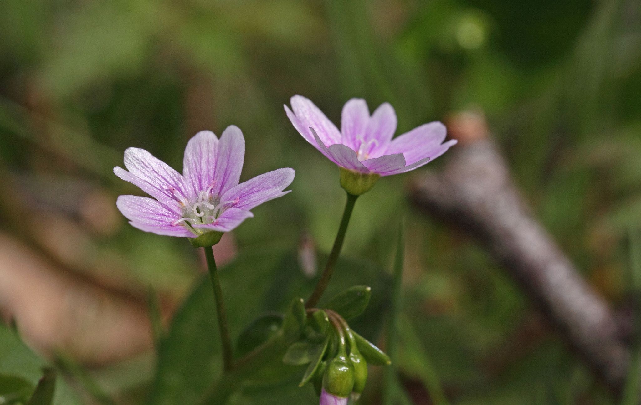 Canon EOS 50D + Canon EF 100mm F2.8L Macro IS USM sample photo. Pink purslane photography