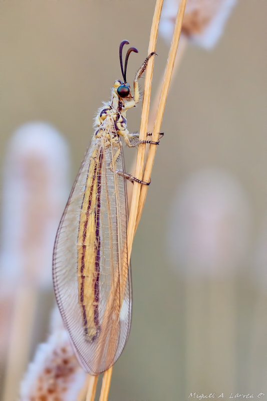 Sony ILCA-77M2 sample photo. Ant lion photography