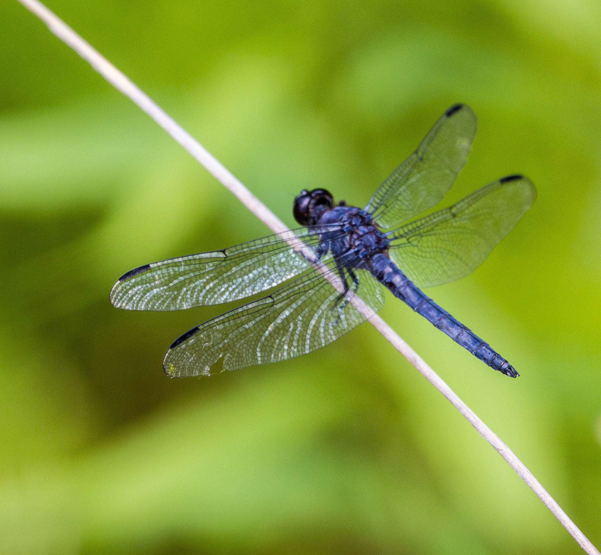 Canon EOS 550D (EOS Rebel T2i / EOS Kiss X4) + Canon EF 70-300mm F4-5.6L IS USM sample photo. Blue dragonfly at rest photography