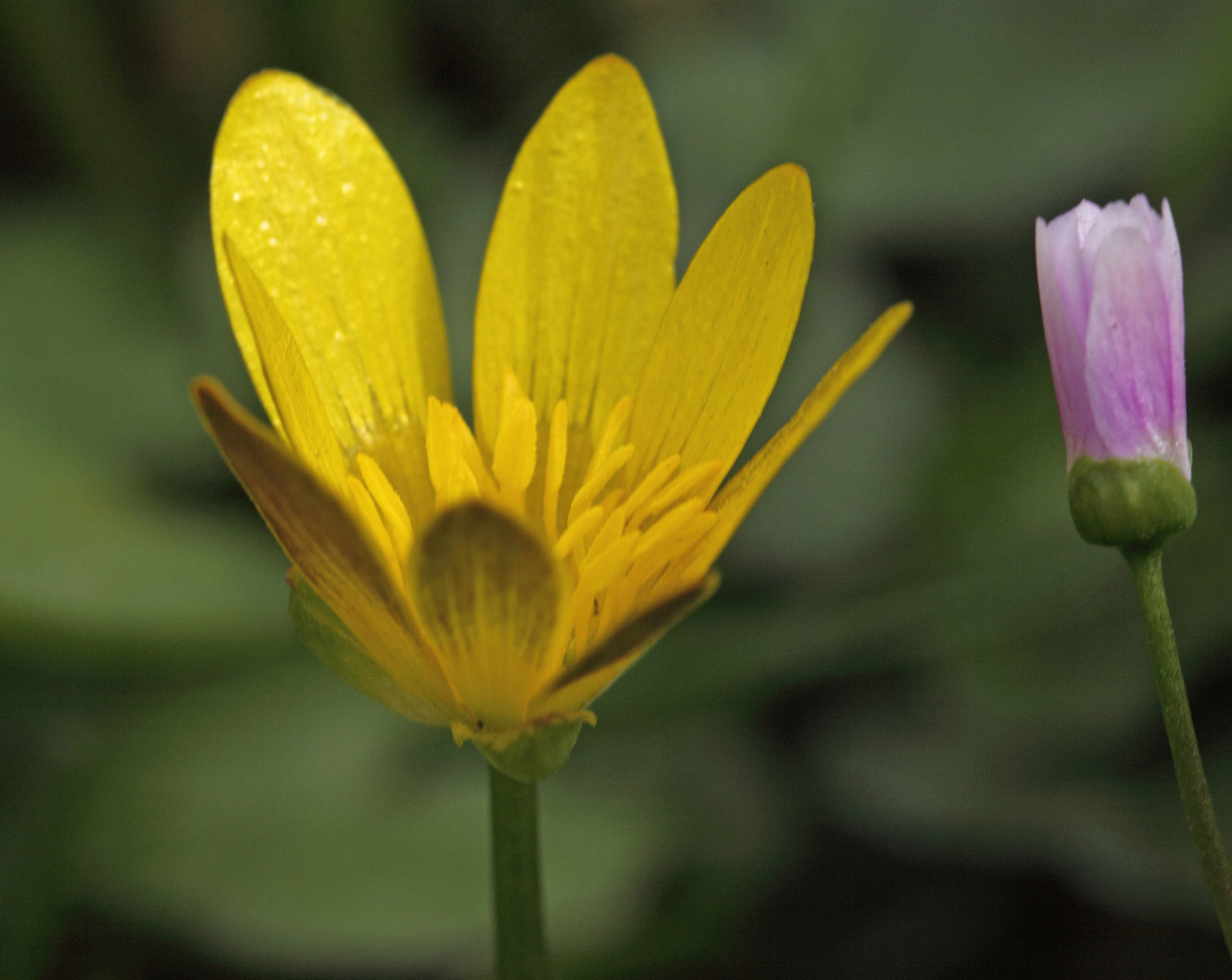 Canon EOS 50D + Canon EF 100mm F2.8L Macro IS USM sample photo. Spring flowers photography