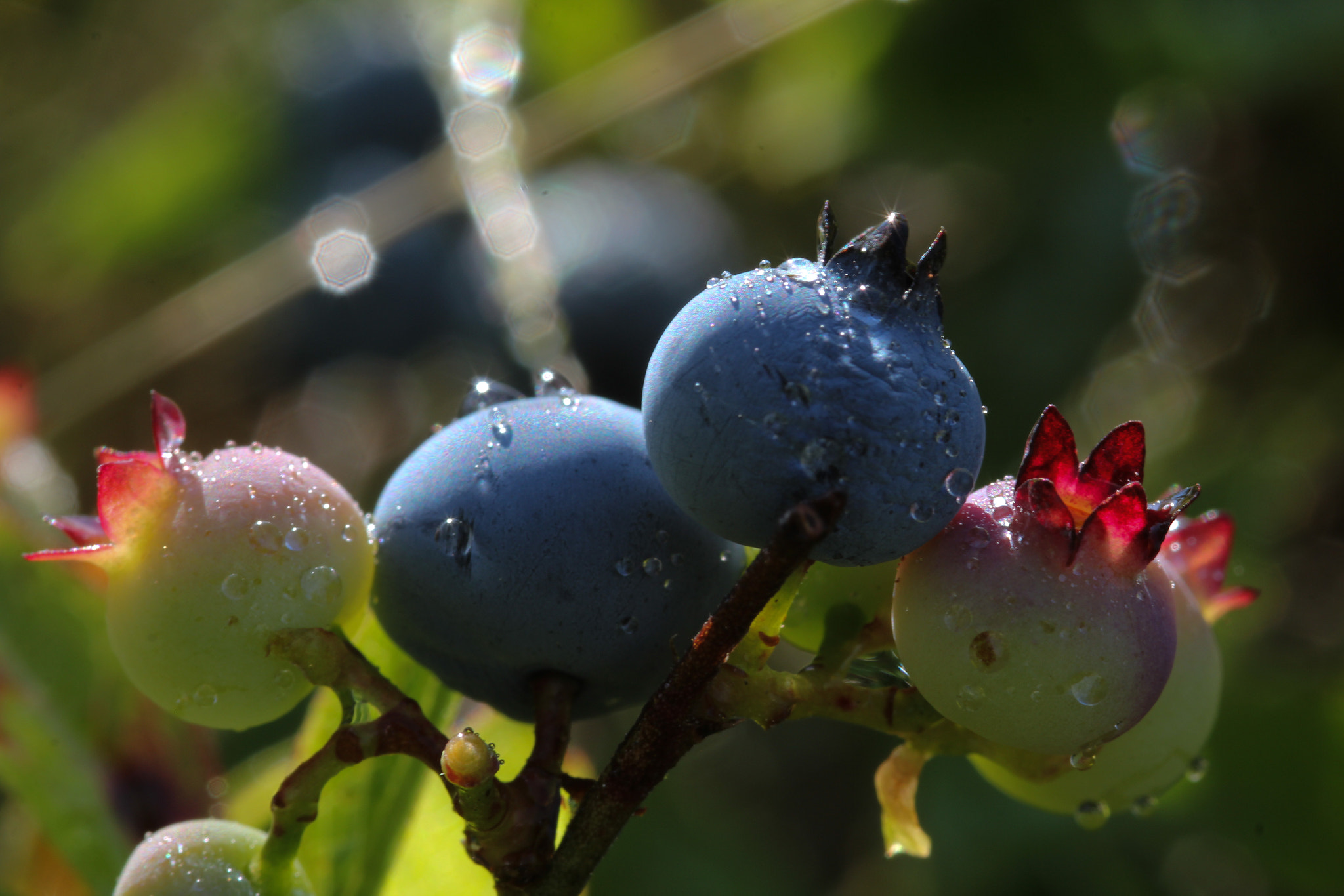 Canon EOS 60D + Sigma 105mm F2.8 EX DG Macro sample photo. Stunning - éclatant photography