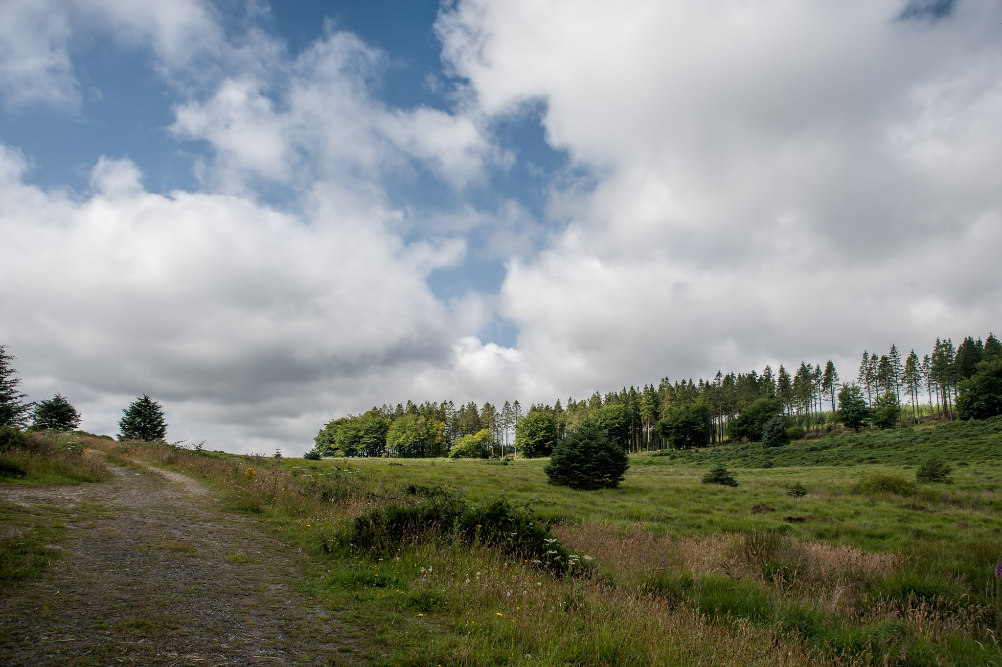 AF Zoom-Nikkor 28-105mm f/3.5-4.5D IF sample photo. Treetops & clouds photography