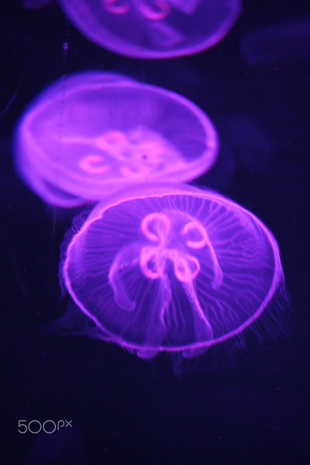 Sigma 55-200mm f/4-5.6 DC sample photo. Beauty of jellyfish photography