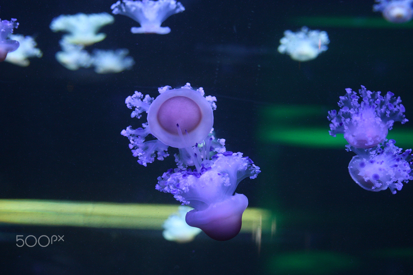 Sigma 55-200mm f/4-5.6 DC sample photo. Beauty of jellyfish photography