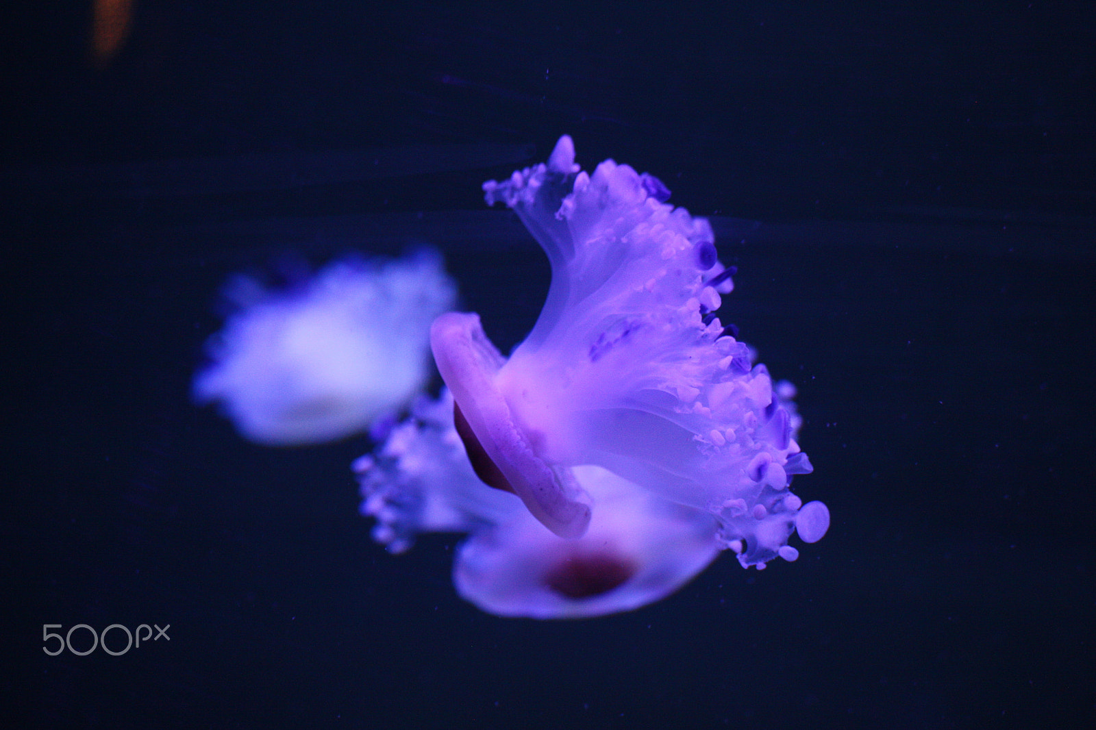 Sigma 55-200mm f/4-5.6 DC sample photo. Beauty of jellyfish photography