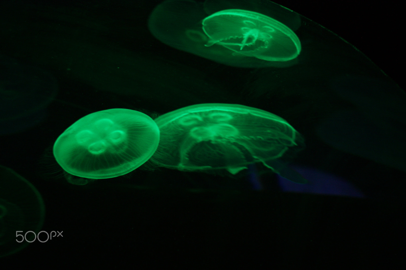 Sigma 55-200mm f/4-5.6 DC sample photo. Beauty of jellyfish photography