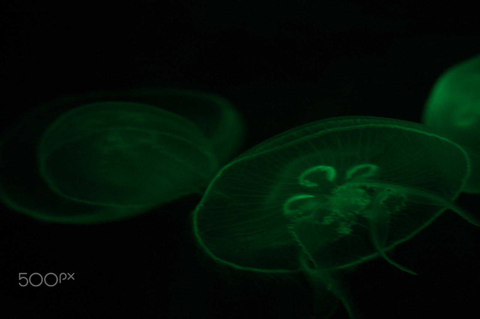 Sigma 55-200mm f/4-5.6 DC sample photo. Beauty of jellyfish photography