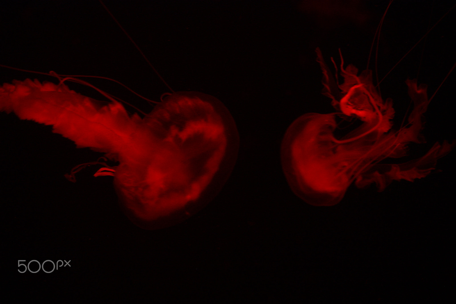 Sigma 55-200mm f/4-5.6 DC sample photo. Beauty of jellyfish photography