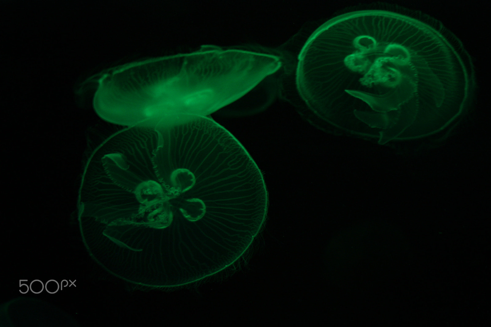 Sigma 55-200mm f/4-5.6 DC sample photo. Beauty of jellyfish photography