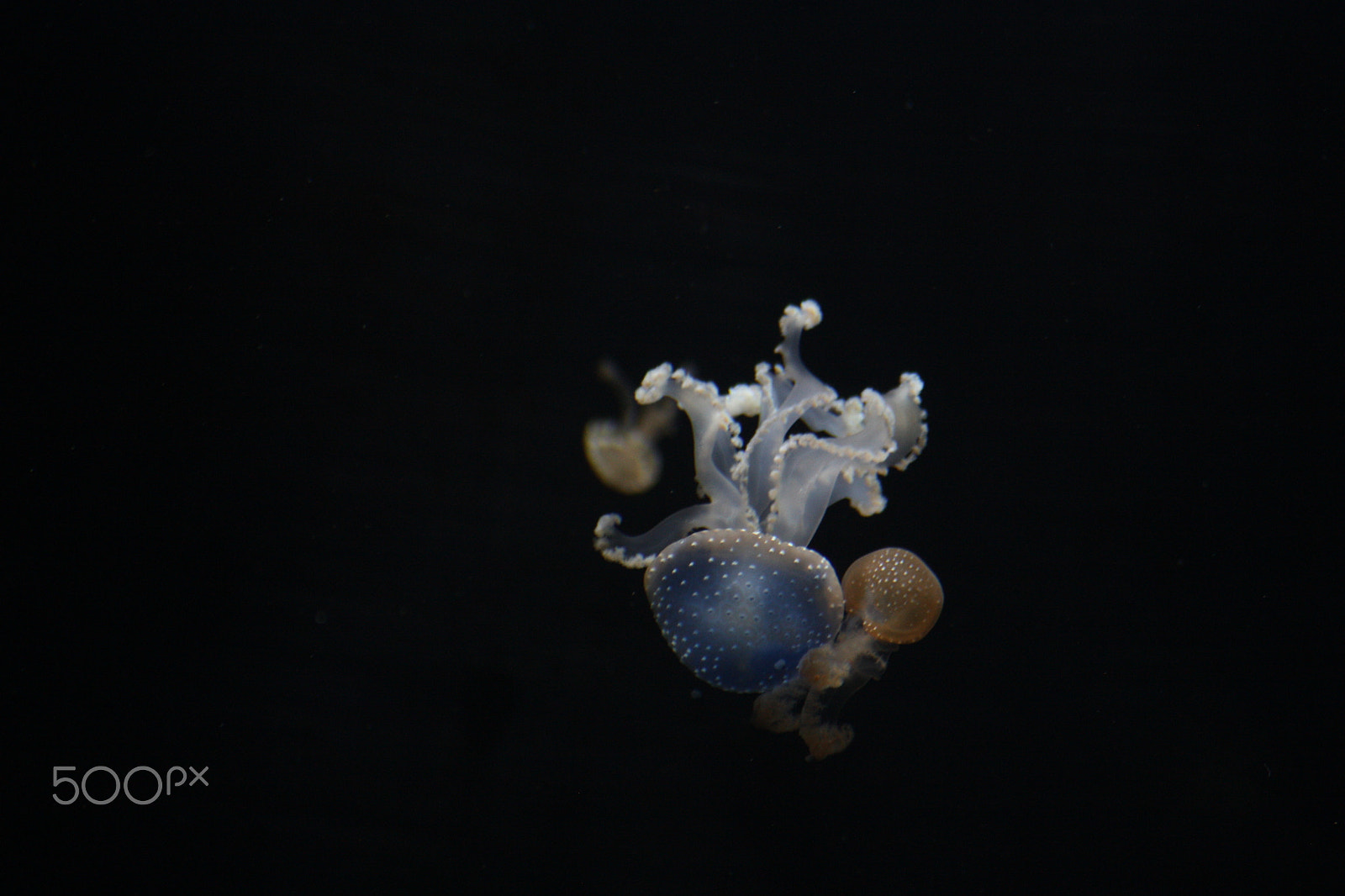 Sigma 55-200mm f/4-5.6 DC sample photo. Beauty of jellyfish photography