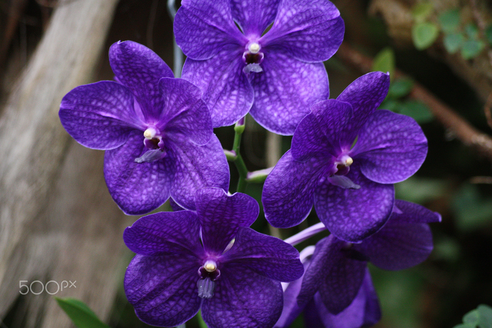 Sigma 55-200mm f/4-5.6 DC sample photo. Orchidee photography
